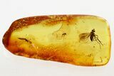 Detailed Fossil Predatory Snipe Fly and Crane Fly In Baltic Amber #343228-1